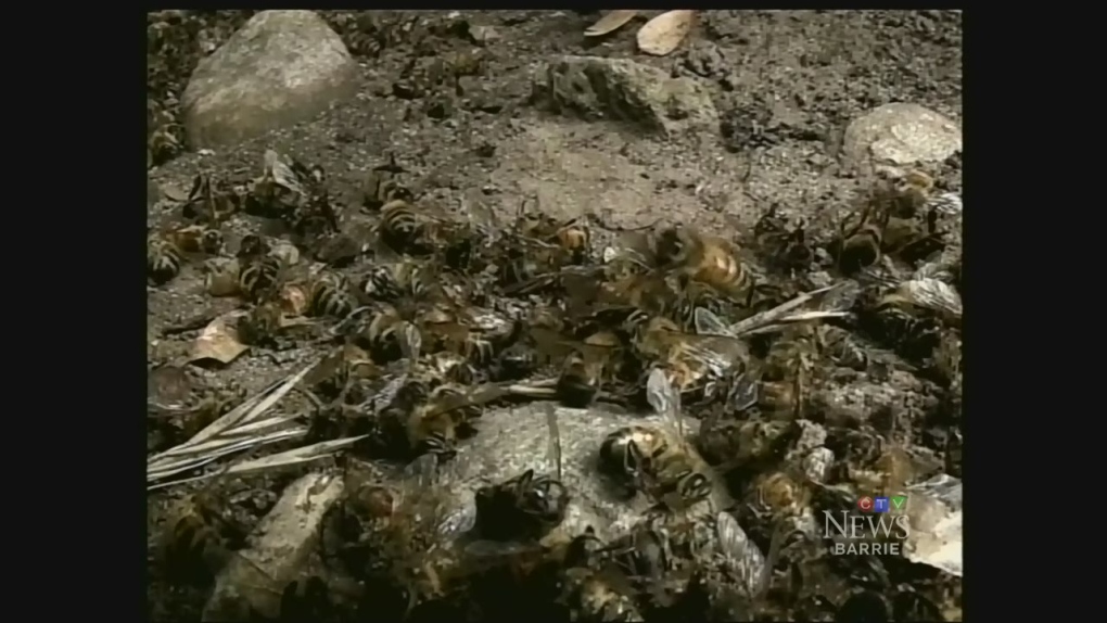 CTV Barrie: Bee meeting