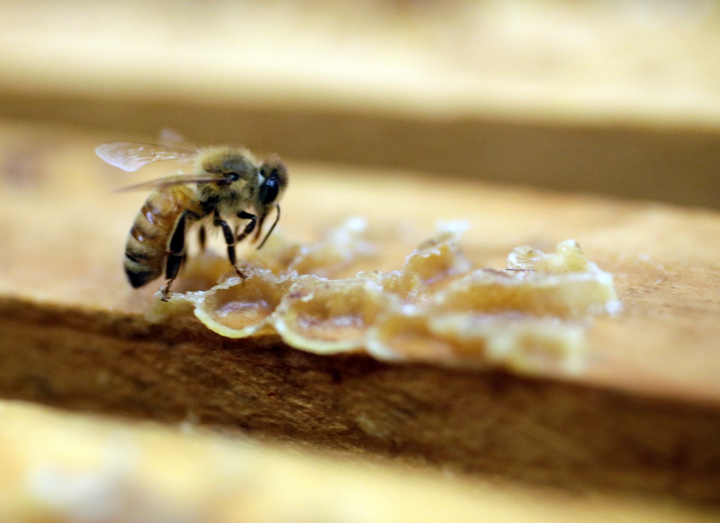California drought hurting bees and honey
