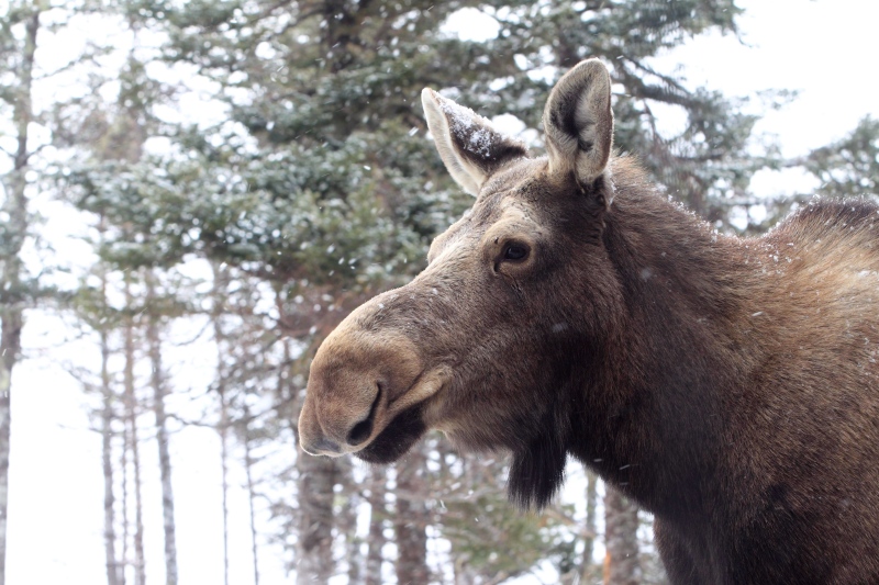 A moose is pictured in Cookville, New Brunswick. (HO, Nature Conservancy of Canada - Mike Dembeck/THE CANADIAN PRESS)