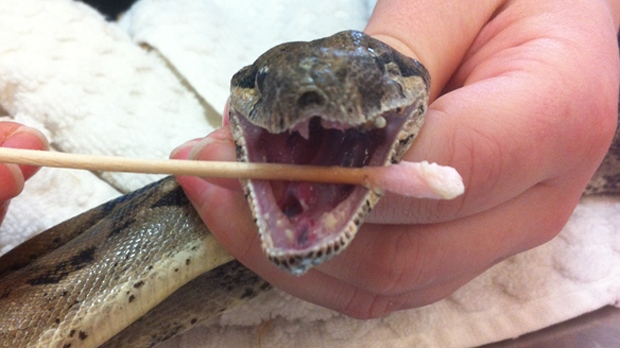 Calgary Critter Care - snake