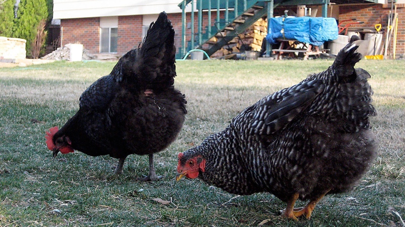 Spaz, a black Jersey giant chicken, and Josephine, a barred rock, eat from the backyard lawn of Andrea Gray-Hoover of Montrose, Colo., on April 1, 2011. Chicken is on the menu for city councillors in Toronto. Council will be looking at a motion from Coun. Joe Mihevc aimed at allowing Toronto residents to keep hens in their backyards. (Kati O'Hare / Montrose Daily Press)