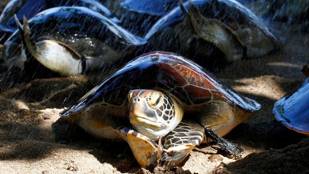Sea turtles 