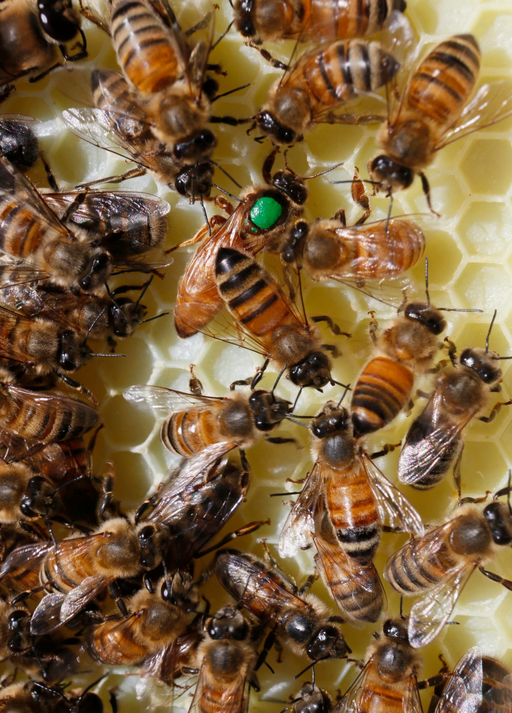 New York woman had 50,000 bees in her ceiling