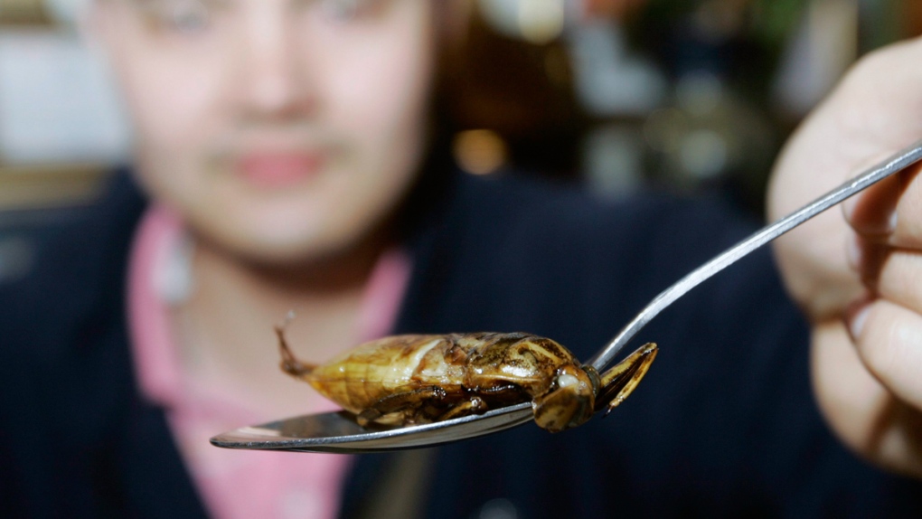 Deep-fried water bug in Chiang Mai, Thailand