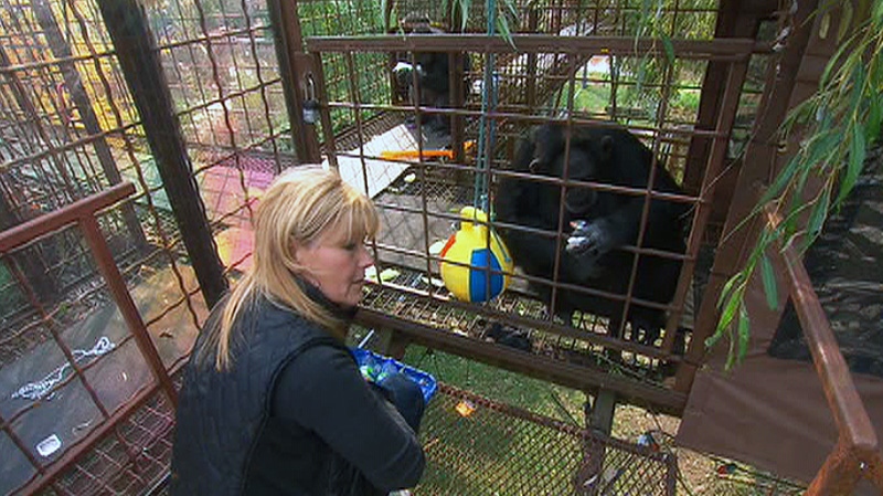Flora Foundation Founder Gloria Grow is shown with two chimpanzees at a sanctuary in Montreal. Fauna was the first sanctuary in the world to rescue HIV-positive chimpanzees.