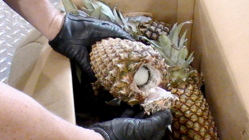 A CBSA agent shows an opened pineapple with cocaine inside, during a seizure made at the Port of Saint John, N.B., on Aug. 25, 2011. (Canada Border Services Agency)
