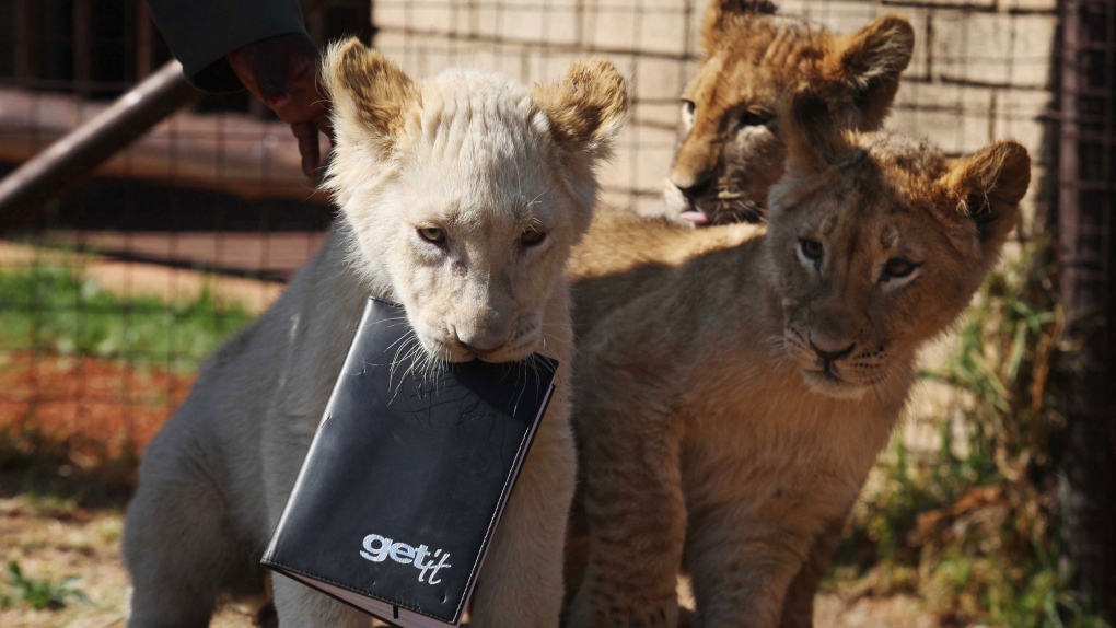 Lion cubs debut at Johannesburg Zoo