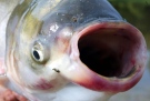 An Asian carp is shown in this undated image.