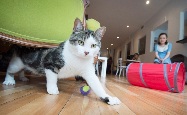  Cat  cafe  in Montreal opens its doors claims to be North 