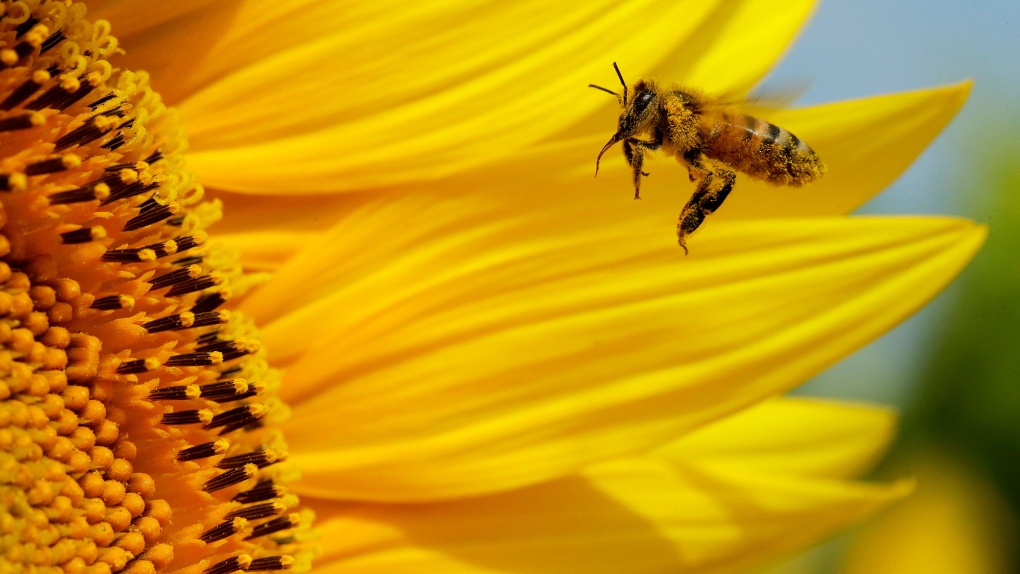 Bee farmers suing pesticide companies