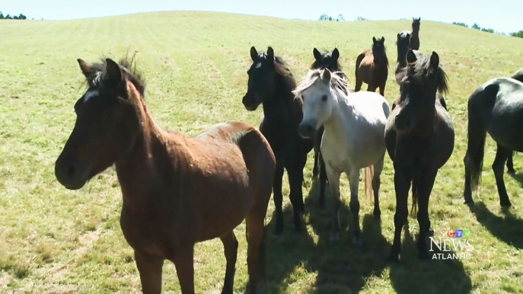 CTV Atlantic: Ponies go coast-to-coast