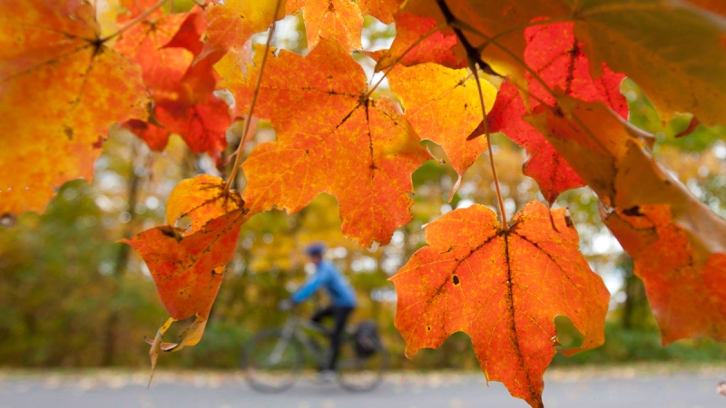 A cyclist rides through Gatineau Park as leaves change colour near Chelsea, Que. Wednesday October 10, 2012. (THE CANADIAN PRESS / Adrian Wyld)
