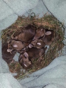 A nest of bunnies was found by students at Wilfrid Jury Public School in London, Ont. on Tuesday, Sept. 9, 2014.
(Admar Ferreira/CTV London)