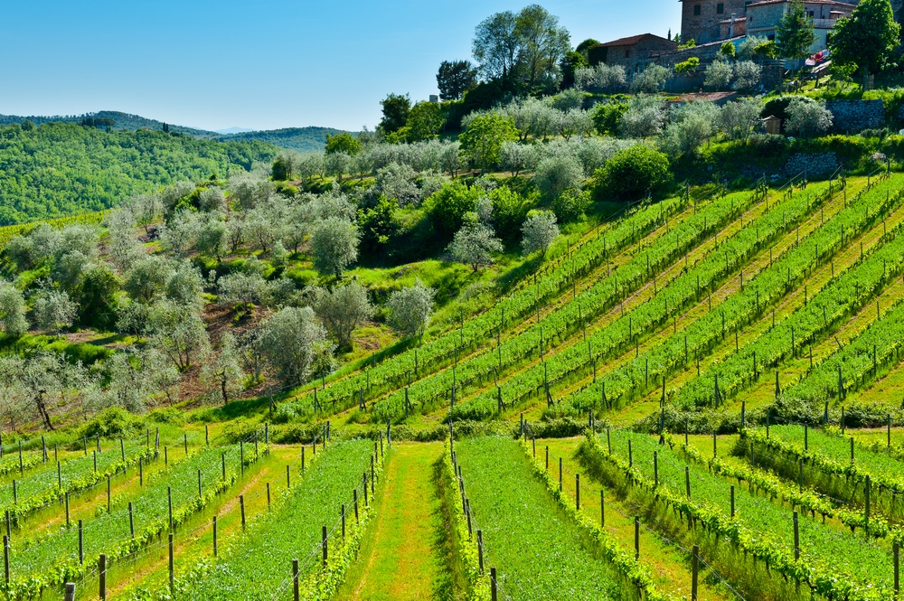 Italy's 2014 wine harvest to be small
