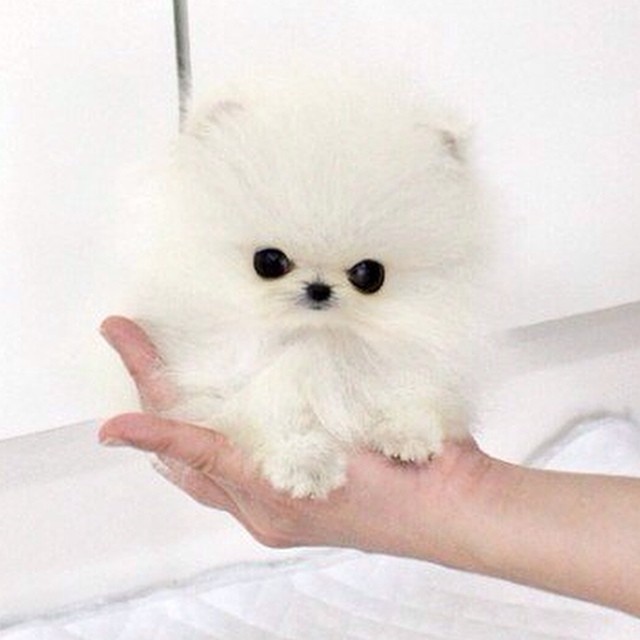 Paris Hilton Buys World S Smallest Pomeranian From Calgary Dog Breeder Ctv News