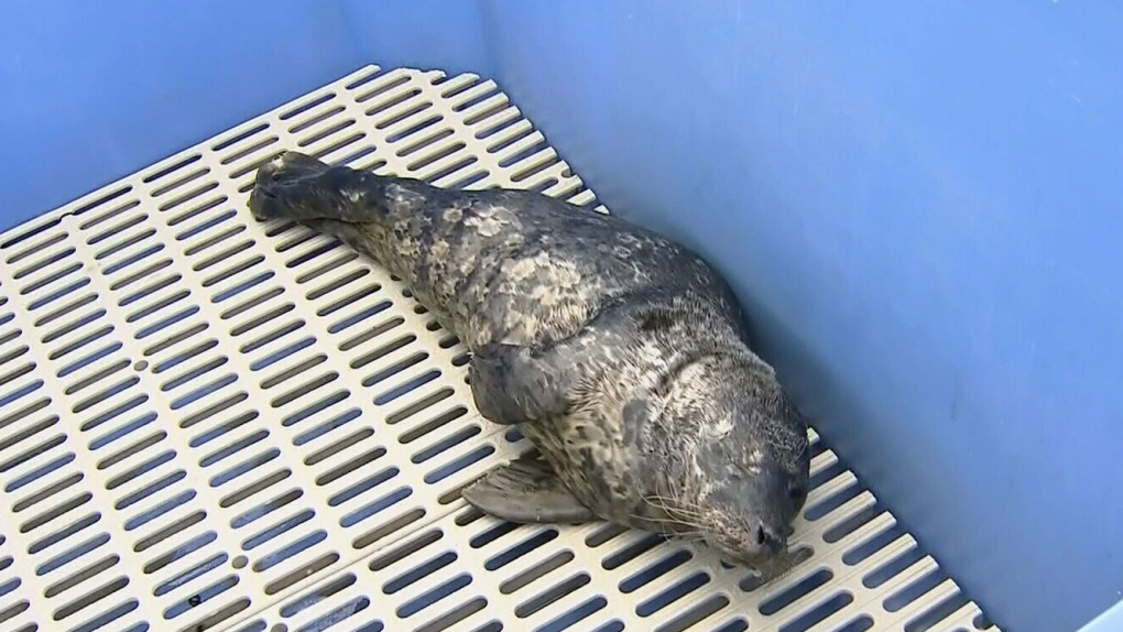Seal pup illegally rescued from West Coast trail