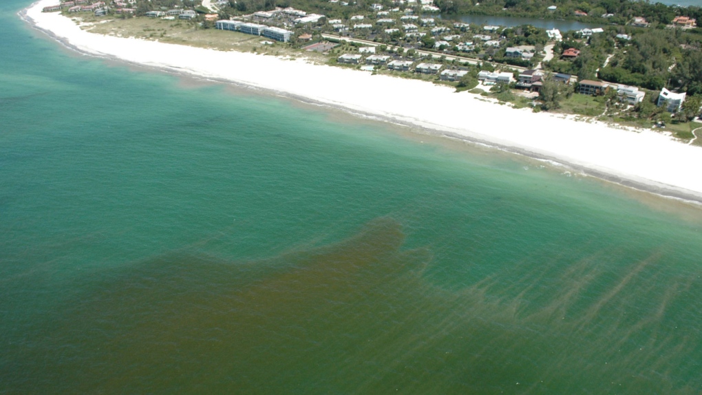 Red tide killing Florida wildlife
