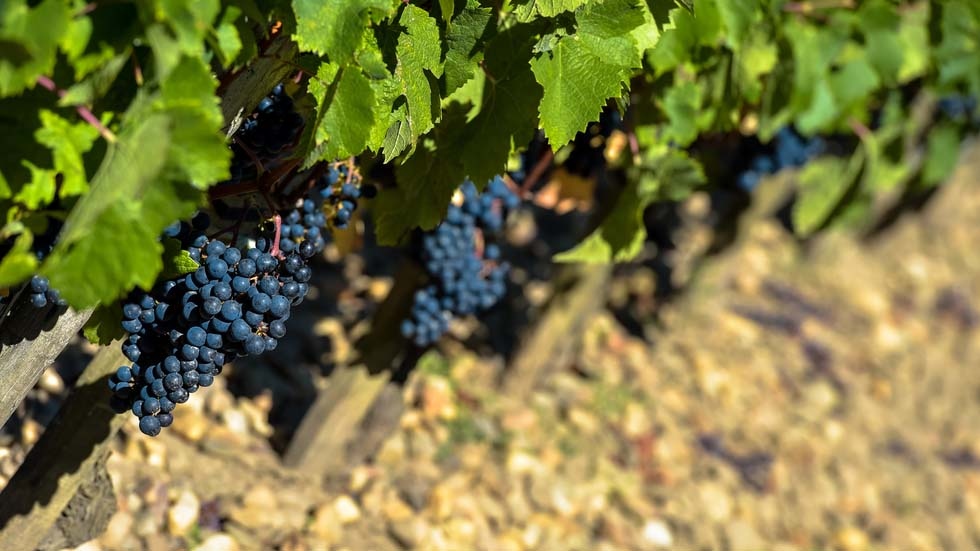 Warm summer good news for French wine fans