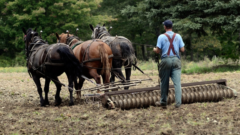 Donn Hewes steers his work horses while harrowing a field at the Northland Sheep Dairy Farm in Marathon, N.Y., Wednesday, Sept. 10, 2014. (AP / Heather Ainsworth) 