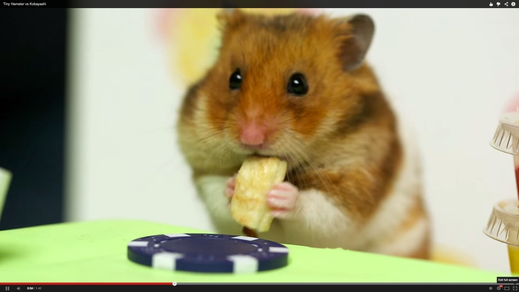Tiny Hamster VS Kobayashi