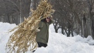 A man carries dried corn for cattle feed near Carligul Mic, Romania, Saturday, Feb. 11, 2012. (AP Photo/Vadim Ghirda)