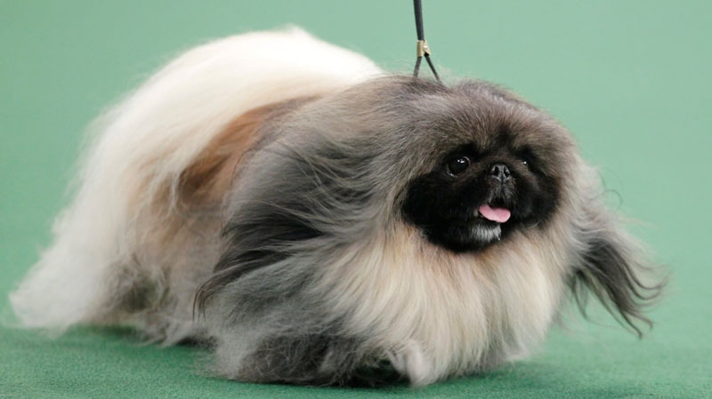 Malachy, a Pekingese, competes for best in show at the 136th annual Westminster Kennel Club dog show in New York, Tuesday, Feb. 14, 2012. Malachy went on to win the award. (AP / Seth Wenig)