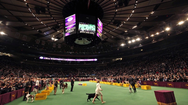 Dogs compete during the 136th annual Westminster Kennel Club dog show, Tuesday, Feb. 14, 2012, in New York. (AP Photo/Jason DeCrow)