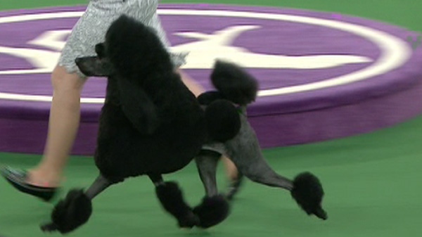 Canadian poodle, 'Kate Winsit' competes in the the 136th annual Westminster Kennel Club dog show, Tuesday, Feb. 14, 2012, in New York. 