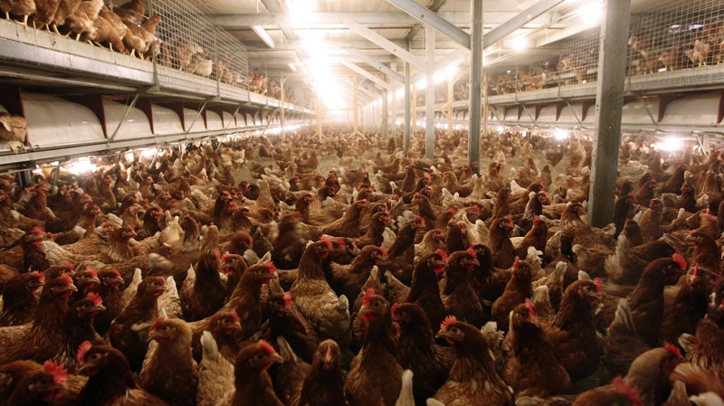 In this file photo taken Monday, Jan. 6, 2012, hens are seen at a chicken farm in Fleurus, Belgium. (AP Photo/Yves Logghe, file)