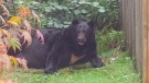 A large black bear rests in a Port Coquitlam family's backyard. Sept. 25, 2014. (CTV)
