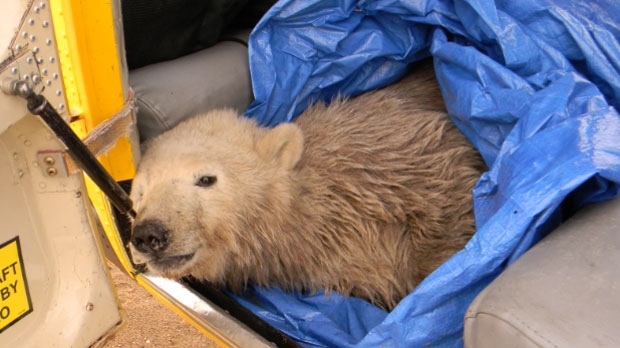 Female polar bear cub found on Sept. 24, 2014
