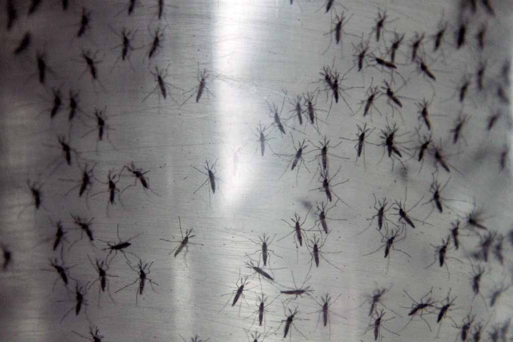 Mosquito-borne chikungunya disease