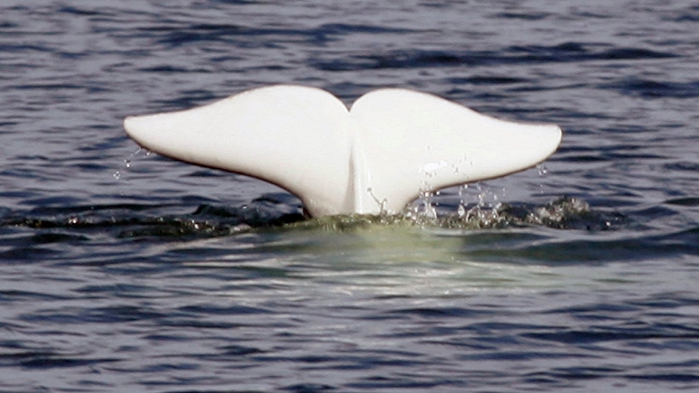 Beluga whale in  St. Lawrence River