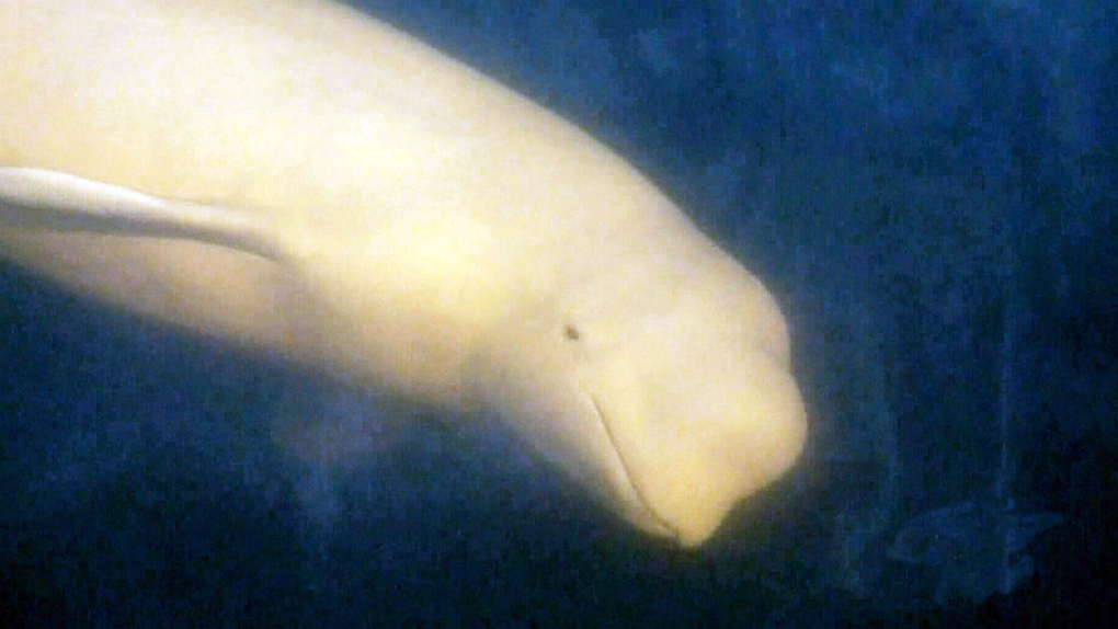 Beluga population in Quebec threatened