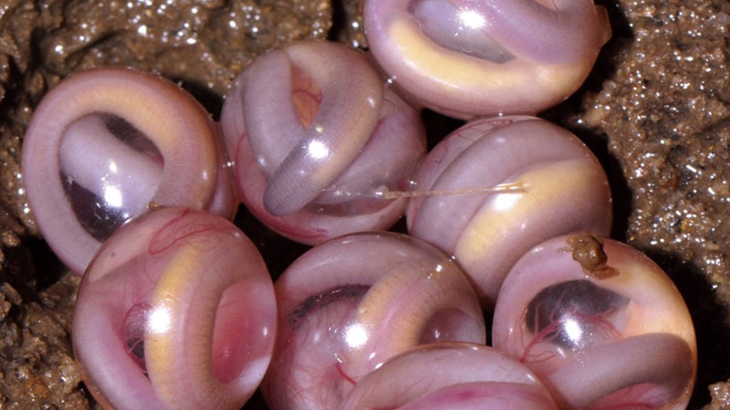 In this photo released by www.frogindia.org, chikilidae eggs are shown in the soils of northeast India.