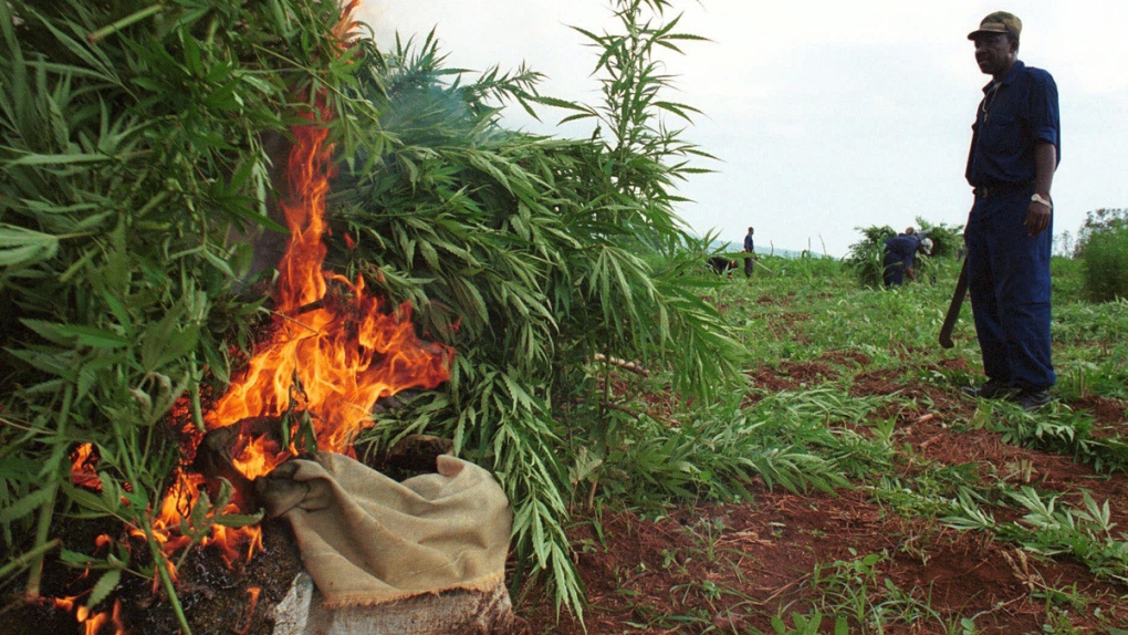 Marijuana crop eradication in Hanson, Jamaica