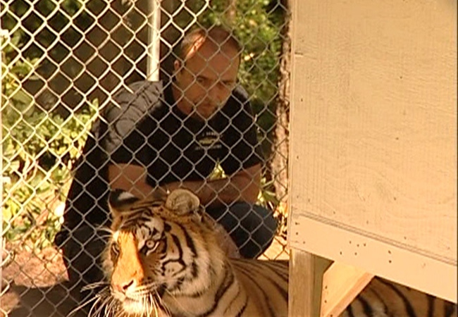 Tiger owner Dave Bennett says the enclosure he keeps Suzie in is completely secure, and his pet poses no threat to public safety.