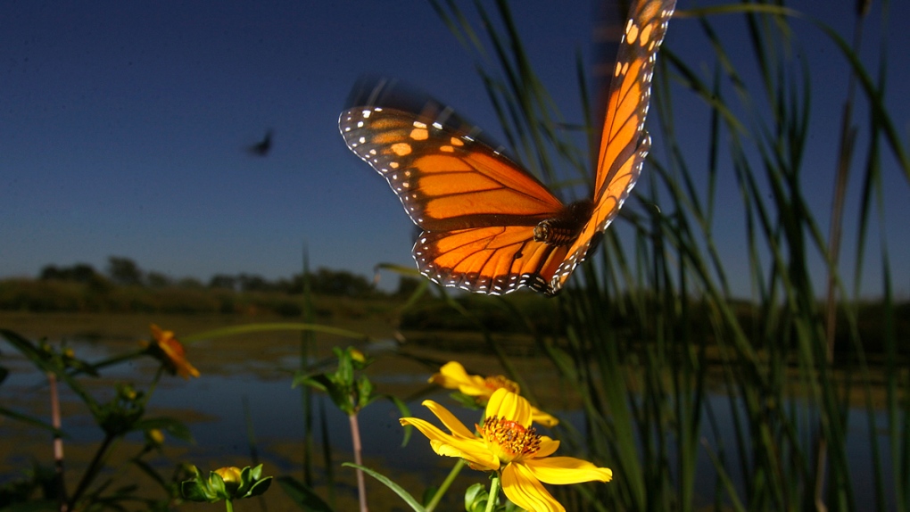 Monarch butterfly in Uvalde, Texas