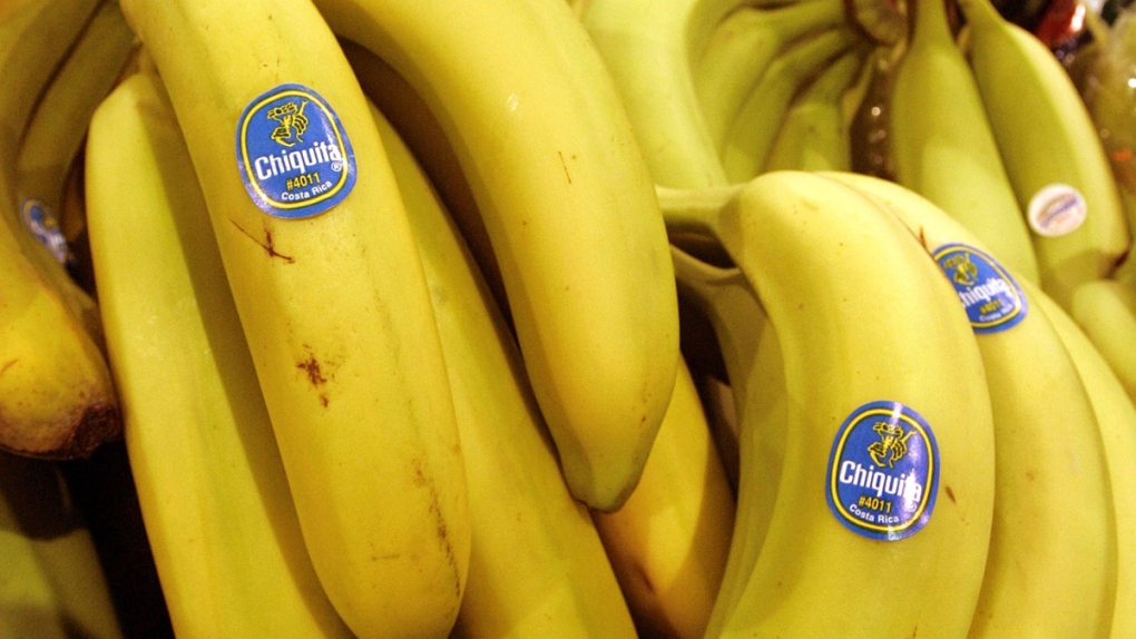 Chiquita bananas on display at a grocery store