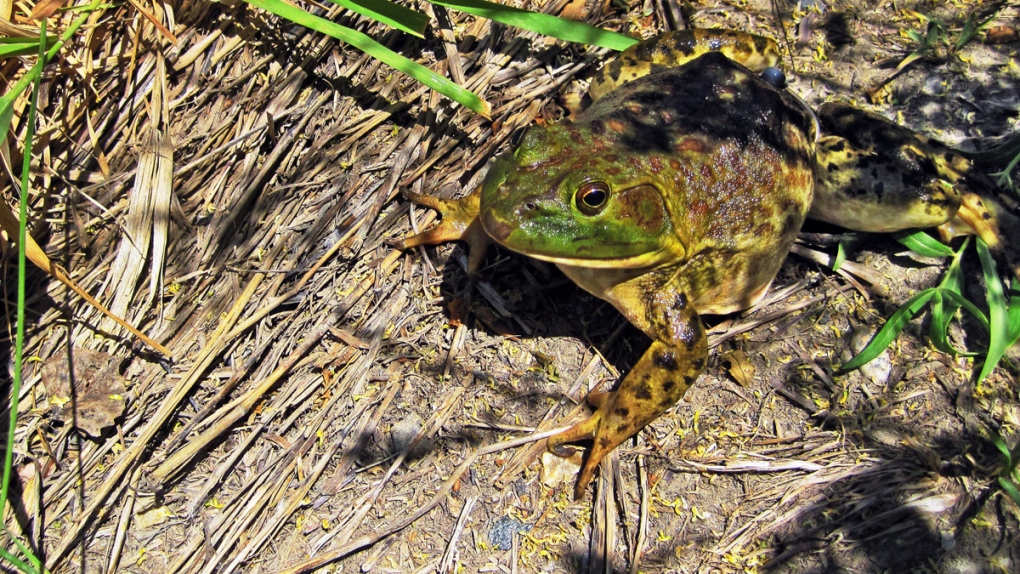 Bullfrog along the Yellowstone River