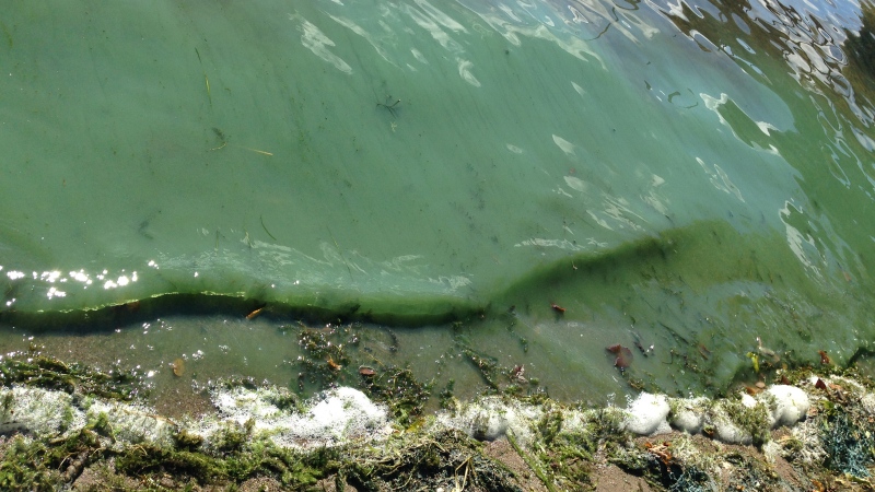 A blue-green algae bloom near Ebbs Shore on Mississippi Lake, Sep. 2014. Courtesy: Mississippi Valley Conservation Authority
