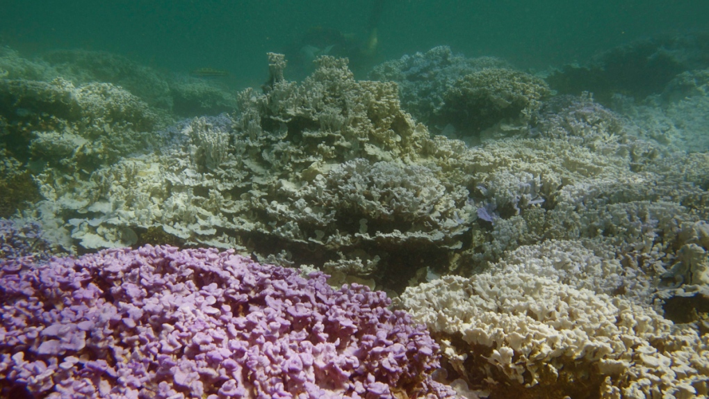 Bleached coral at Lisianski Island