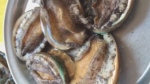 Abalone. A delicacy and prized shellfish in Jeju, South Korea