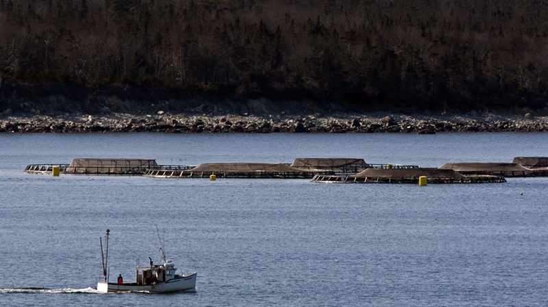 A fishing boat heads past fish farm cages in Shelburne Harbour on Nova Scotia's South Shore on Tuesday, Feb. 21, 2011. THE CANADIAN PRESS/Andrew Vaughan