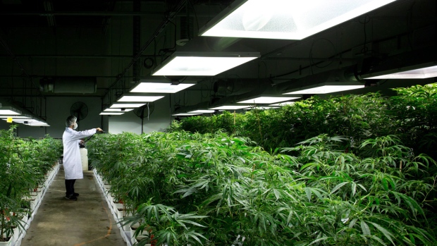 Addiction centre calls for marijuana legalization