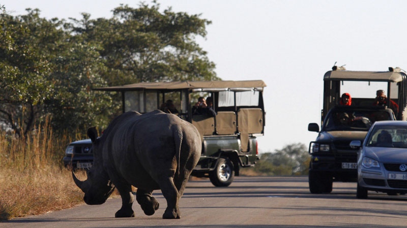 A rhinoceros cross over a way while tourists take pictures at the Kruger National Park in Nelspruit, South Africa, Sunday June 13, 2010. 