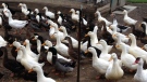 Matt McDougall's 650 ducks are the stars of his own YouTube reality show "50 Ducks In A Hot Tub." The Ottawa Valley man documents his daily adventures raising the waterfowl as a source of food. (Photo: Tyler Fleming/CTV Ottawa)