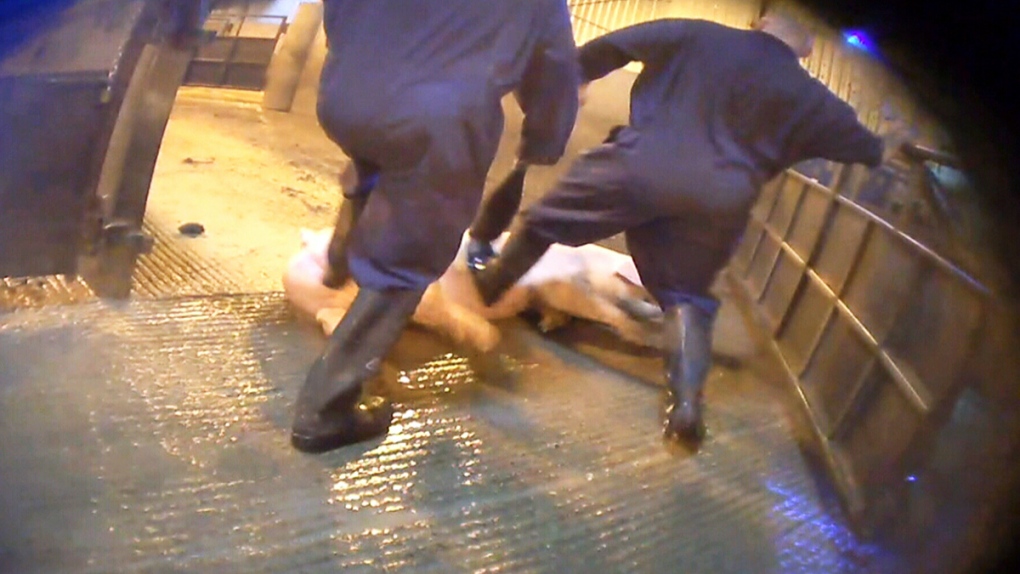 Workers at Western Hog Exchange kick a pig 