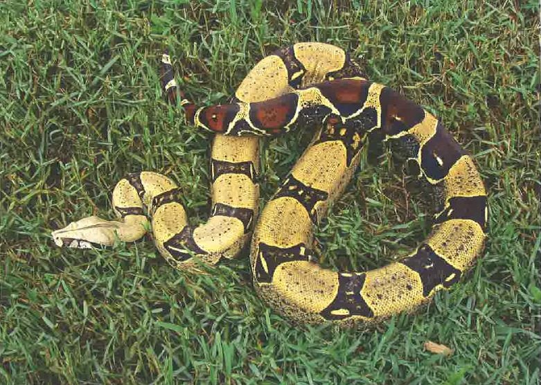 A red-tailed boa constrictor is seen in this image released by the Owen Sound Police Service. This type of snake is not poisonous and is generally described as docile.