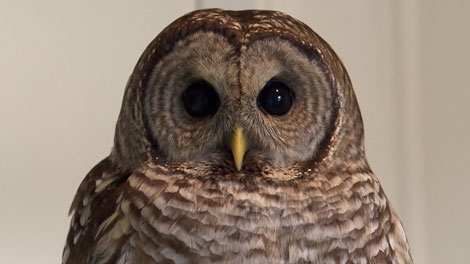 A Barred Owl is recovering after getting stuck in a leghold trap near an elementary school in Surrey, B.C. Mar. 3, 2012. (CTV)
